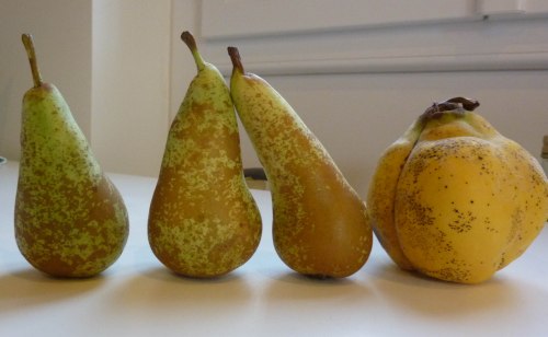 pears and quinces